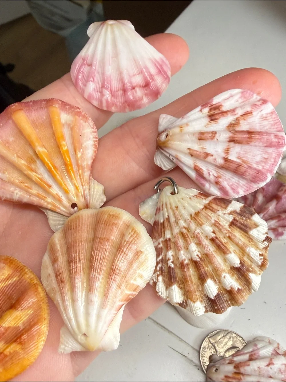 New! Natural Folded Scallops Pre Drilled Holes DIY Jewelry Making Crafting Lot